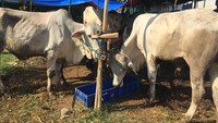 Hukum Kurban untuk Keluarga yang Sudah Meninggal