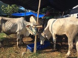 Berapa Banyak Daging Kurban yang Berhak Dibagikan? Ini Penjelasannya