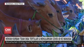 VIDEO: Hewan Kurban Tidak Bisa Menularkan Covid-19 ke Manusia