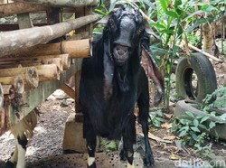 Apa Penyebab Kambing di Banyuwangi Ini Berbau Pandan?