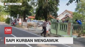 VIDEO: Sapi Kurban Mengamuk Seruduk Polisi