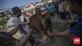 FOTO : Prosesi Penyembelihan Hewan Kurban Saat Pandemi Corona Pelaksanaan Idul Kurban tahun ini berbeda dengan tahun-tahun sebelumnya karena pandemi corona. Protokol kesehatan diterapkan.