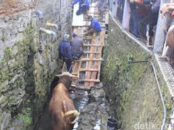 Evakuasi Dramatis Sapi Kurban yang Nyemplung ke Parit di Bandung