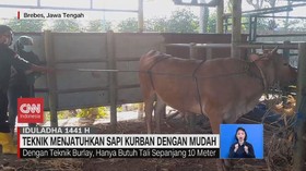 VIDEO: Burlay, Teknik Menjatuhkan Sapi Kurban dengan Mudah