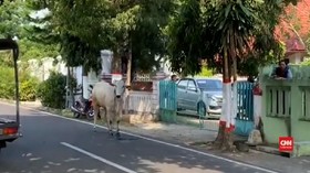 VIDEO: Polisi Tembak Sapi Kurban Yang Mengamuk