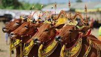 5 Tradisi Idul Adha di Indonesia, Ada yang Dandani Sapi Jadi Cantik