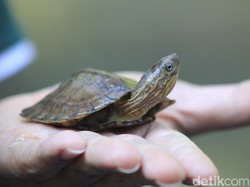 Serupa Namun Tak Sama, Ini Beda Kura-Kura, Penyu, dan Bulus