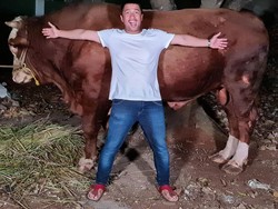 Cerita Irfan Hakim Dapat Sapi 1 Ton dan Domba Garut Gratis untuk Kurban