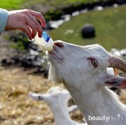 Bukan Cuma Dagingnya, Susu Kambing Juga Punya Manfaat Besar
