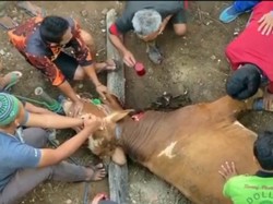 Viral Pria di Garut Minum Segelas Darah Sapi, Ini Bahayanya bagi Kesehatan