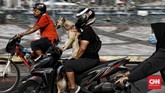 FOTO: Bundaran HI Tak Sepi di Masa PSBB Transisi Meskipun Jakarta melanjutkan PSBB transisi karena masih terjadi peningkatan Covid-19, kawasan Bundaran HI tetap ramai dilintasi warga bersepeda di akhir pekan.