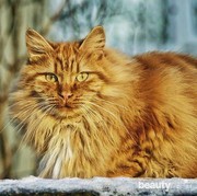 Begini Cara Lebatkan Bulu Kucing, Mudah dan Murah Kok!