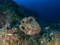 Yunani Buka Museum Bawah Laut Pertama di Pulau Alonissos