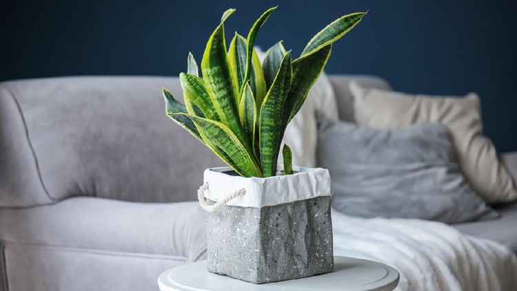 Green houseplant in interior of modern room