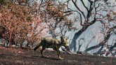 FOTO: Kebakaran Hutan 'Apple Fire' di California Kebakaran hutan terjadi di Cherry Valley, California selatan, Amerika Serikat yang telah meluas hingga lebih dari 20 ribu hektare.