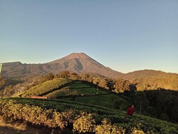 Menikmati Keindahan dan Kesejukan Kebun Teh Kaligua Brebes