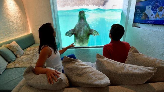 Resor di kebun binatang Belgia menyediakan kamar yang bersebelahan langsung dengan kandang hewan liar, mulai dari walrus, beruang, sampai macan.