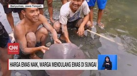 VIDEO: Harga Emas Naik, Warga Mendulang Emas di Sungai