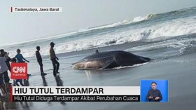 VIDEO: Hiu Tutul Terdampar di Pantai Tasikmalaya