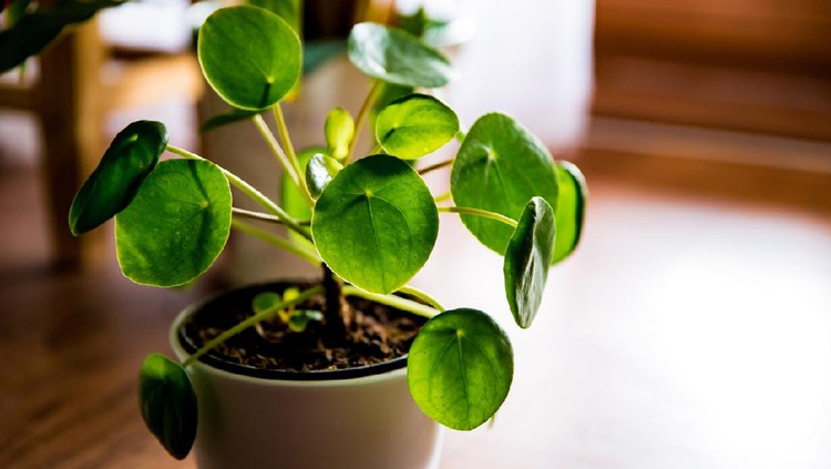 Close up shot of pilea leaves