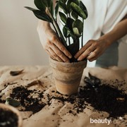 Suka Lemon? Begini Tips Menanamnya di Pot dengan Mudah