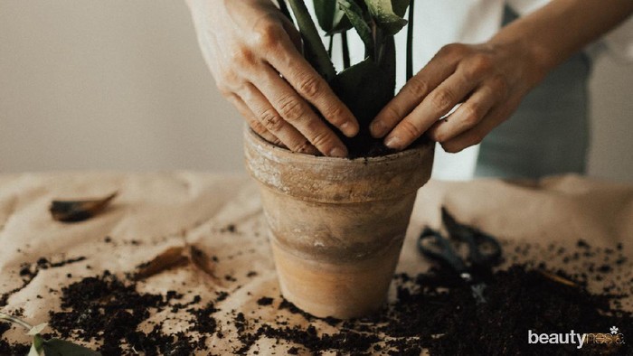 Suka Lemon? Begini Tips Menanamnya di Pot dengan Mudah