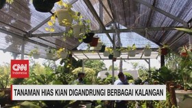 VIDEO: Tanaman Hias Kian Digandrungi Berbagai Kalangan
