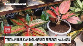 VIDEO: Tanaman Hias Kian Digandrungi Berbagai Kalangan