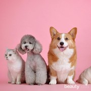 Kenapa Anjing Suka Menjulurkan Lidah? Ini Lho Alasannya!