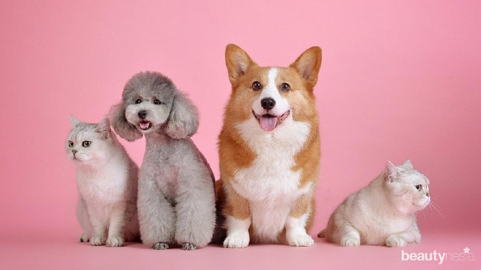 Kenapa Anjing Suka Menjulurkan Lidah? Ini Lho Alasannya!