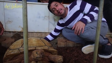 Aksi Irfan Hakim Bantu Kura-kura HET Albino Melahirkan