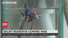VIDEO: Geliat Budidaya Ikan Cupang Hias