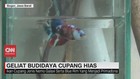VIDEO: Geliat Budidaya Ikan Cupang Hias