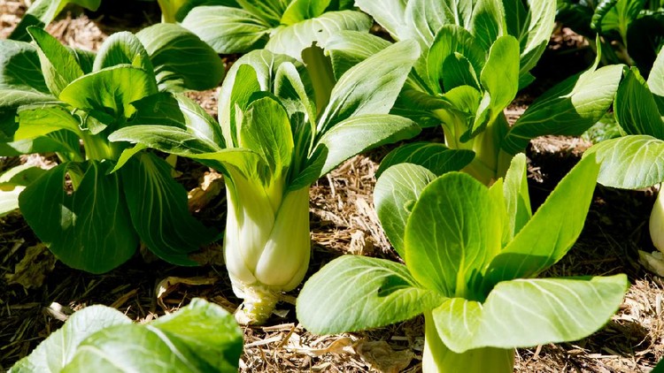 Ilustrasi tanaman pakcoy Bok Choy plants growing in vegetable garden