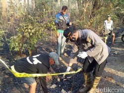 Kerangka Manusia Ditemukan di Sisa Kebakaran Hutan Baluran