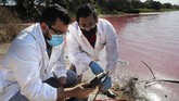 FOTO: Laguna, Danau di Paraguay yang Berubah Warna Danau Laguna di Kota Limpio, Paraguay, terbagi menjadi dua bagian, satu berwarna ungu, satunya berwarna biru. Satu bagian mengeluarkan bau busuk.