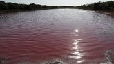 FOTO: Laguna, Danau di Paraguay yang Berubah Warna Danau Laguna di Kota Limpio, Paraguay, terbagi menjadi dua bagian, satu berwarna ungu, satunya berwarna biru. Satu bagian mengeluarkan bau busuk.