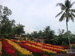 Taman Bunga Tersembunyi di Klaten, Kamu Tahu?