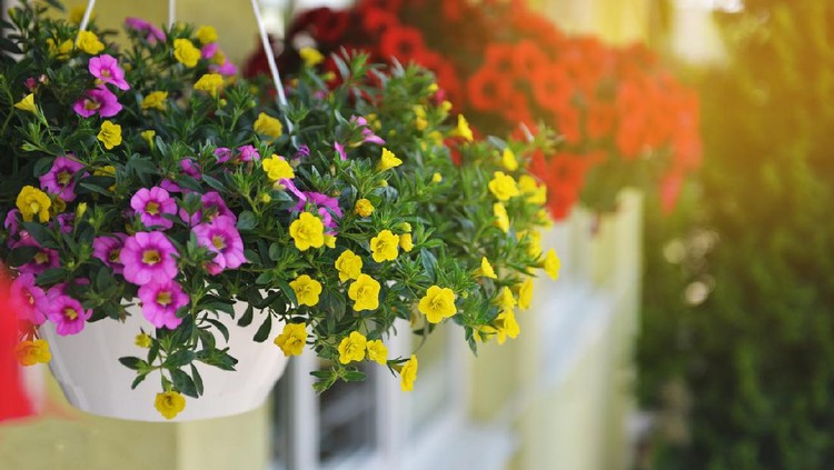 Tanaman Hias Baskets of hanging petunia flowers on balcony. Petunia flower in ornamental plant.