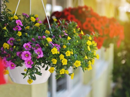 15 Tanaman Hias yang Cocok Ditanam di Balkon, Cantik dan Harum Bun!