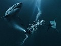 Live Streaming Bioskop TransTV 7 Agustus, 47 Meters Down