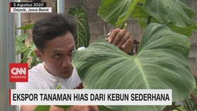 VIDEO: Ekspor Tanaman Hias Dari Kebun Sederhana