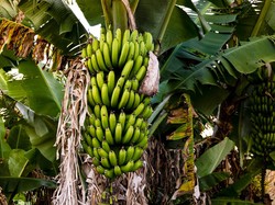 Remaja Pati Diarak Massa gegara Curi Pisang demi Hidupi Adik, Begini Endingnya