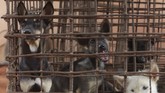 FOTO: Mengakhiri Perdagangan Daging Anjing di Kamboja Siam Reap, salah satu provinsi di Kamboja yang terkenal dengan tujuan utama turis asing, Angkot Wat kini menerapkan kebijakan kuliner baru tanpa daging anjing.