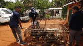 FOTO: Mengakhiri Perdagangan Daging Anjing di Kamboja Siam Reap, salah satu provinsi di Kamboja yang terkenal dengan tujuan utama turis asing, Angkot Wat kini menerapkan kebijakan kuliner baru tanpa daging anjing.