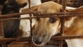 Penjual Daging Anjing di Pasar Senen Dijatuhi Sanksi