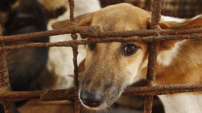 Korsel Pertimbangkan Larang Konsumsi Daging Anjing