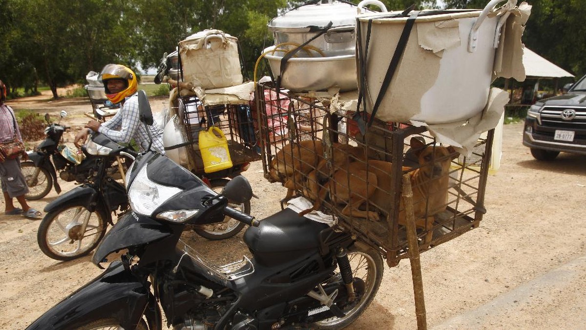 FOTO: Mengakhiri Perdagangan Daging Anjing di Kamboja
