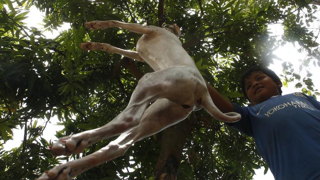 FOTO: Mengakhiri Perdagangan Daging Anjing di Kamboja
