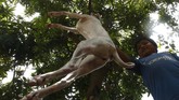 FOTO: Mengakhiri Perdagangan Daging Anjing di Kamboja Siam Reap, salah satu provinsi di Kamboja yang terkenal dengan tujuan utama turis asing, Angkot Wat kini menerapkan kebijakan kuliner baru tanpa daging anjing.